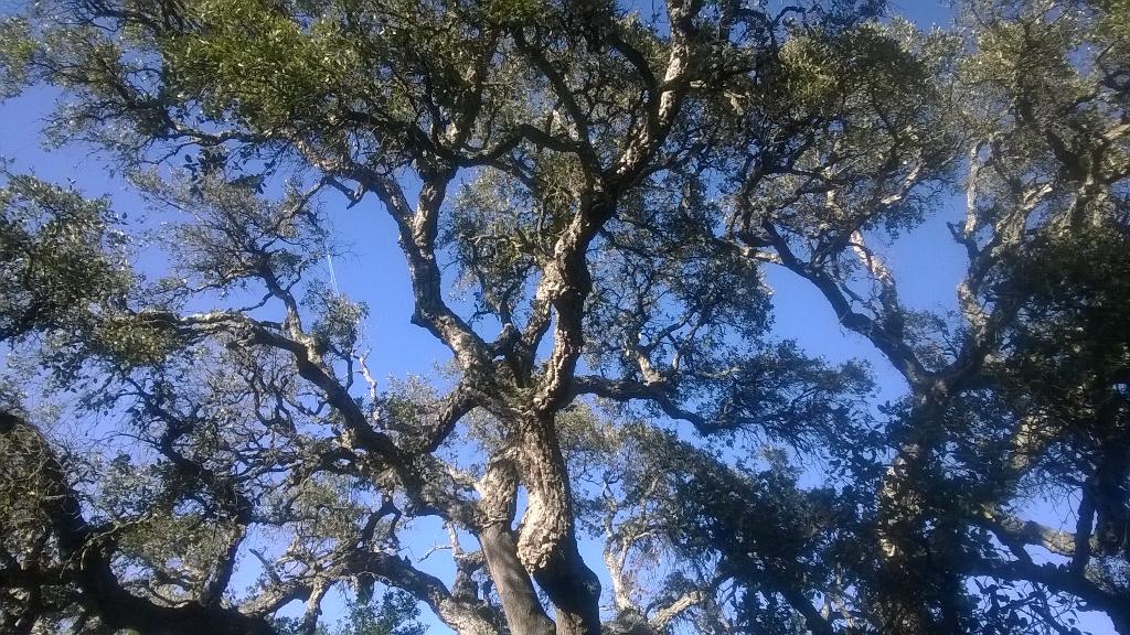 <a href="/MardeFulles/">Mar de Fulles</a> un proyecto sostenible en Sierra Espadan. Gracias por vuestra acogida en visita