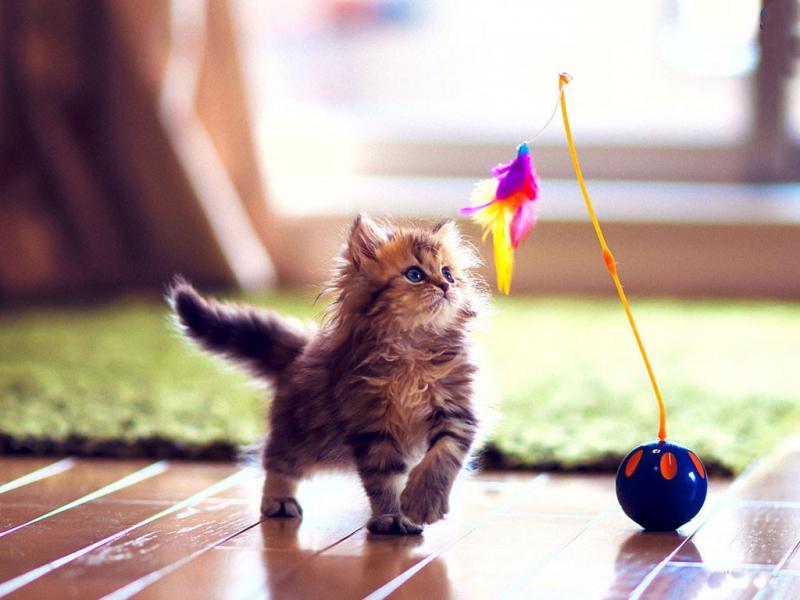 Twigotags's tweet image. This Sunday, don't forget to 'delight in the simple &amp;amp; play lots!' #CatLessons