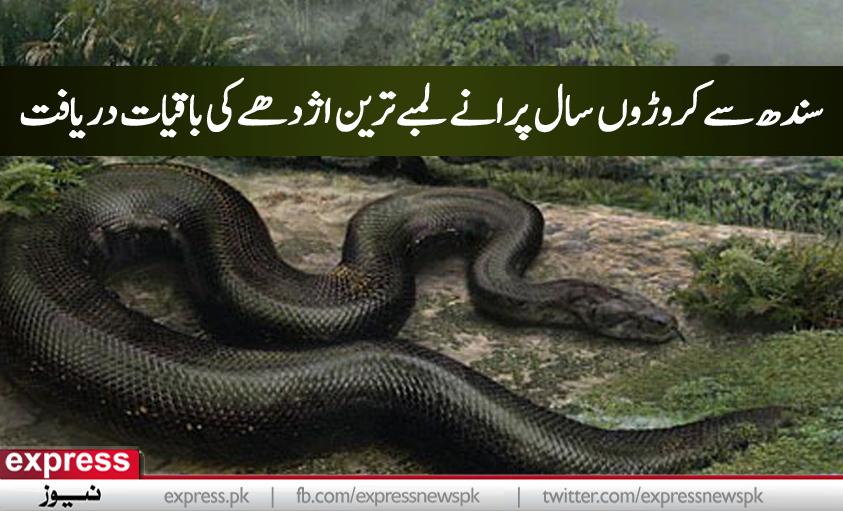 ExpressNewsPK's tweet photo. سندھ سے کروڑوں سال پرانے لمبے ترین اژدھے کی باقیات دریافت http://t.co/zYkbmjyKJu http://t.co/OrdQP2dFaE