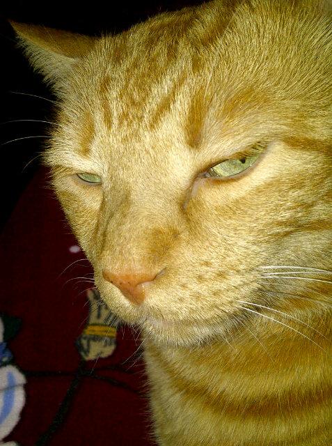 Show me a cat with more attitude,@mcjsparks. <a href="/LauraXOTG/">Laura B</a> <a href="/AnnDodd/">Ann Margaret Baird</a> <a href="/Bobby6740/">Bobby G Put God First</a> <a href="/PamelaStackhous/">Pam ;)</a> <a href="/MVanessaW/">M.Vanessa W.💟⚓💙🚔🇺🇸</a> @zoogirl13