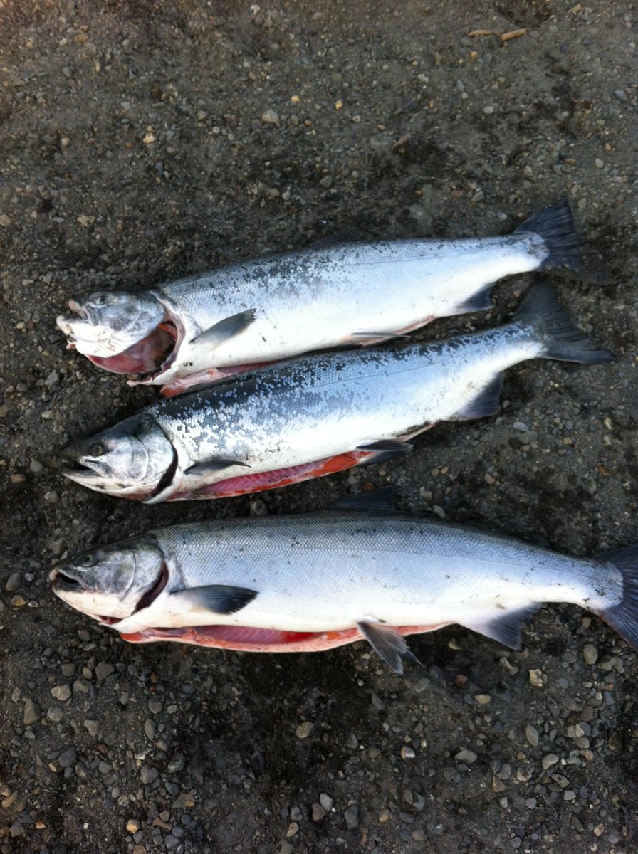 SeaFoodApparel's tweet photo. Salmon Sunday!!  Share your salmon pictures with us today!!
http://t.co/0CZ3GrfxED http://t.co/uAfcNLlFs3