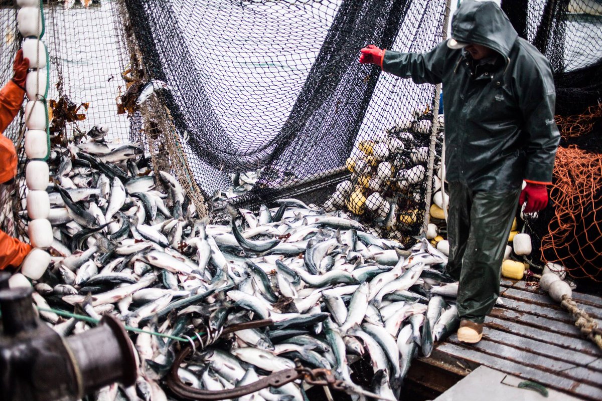 SeaFoodApparel's tweet photo. Now that's a boat load of Salmon!!
http://t.co/0CZ3GrfxED http://t.co/POuq5VdOH3