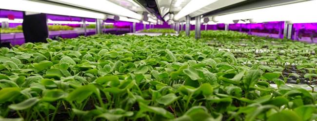 Ecogranjero's tweet photo. Por qué Panasonic ahora cultiva lechugas http://t.co/ndNhNCQSof http://t.co/QREtucSYNW