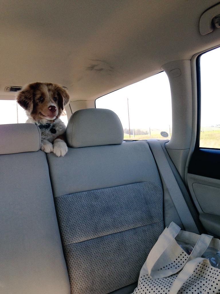 niko_christ's tweet photo. Hey assholes why am I back here? #sandypup #chief #beachday http://t.co/etxTIpvrrw