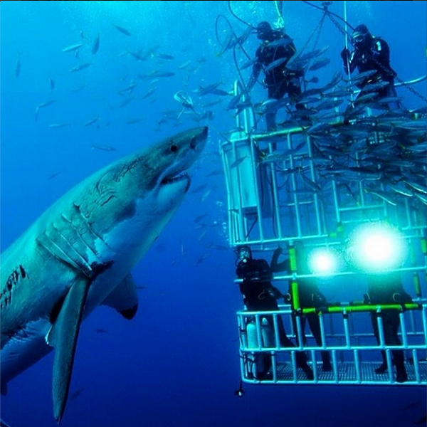 Buceando con un gran tiburón blanco.