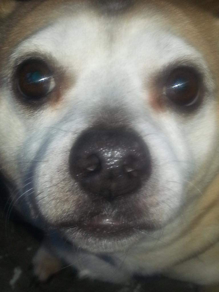 _Princess_Daisy's tweet photo. CUTE DOGGIE!!! http://t.co/CZfrCF1TcL