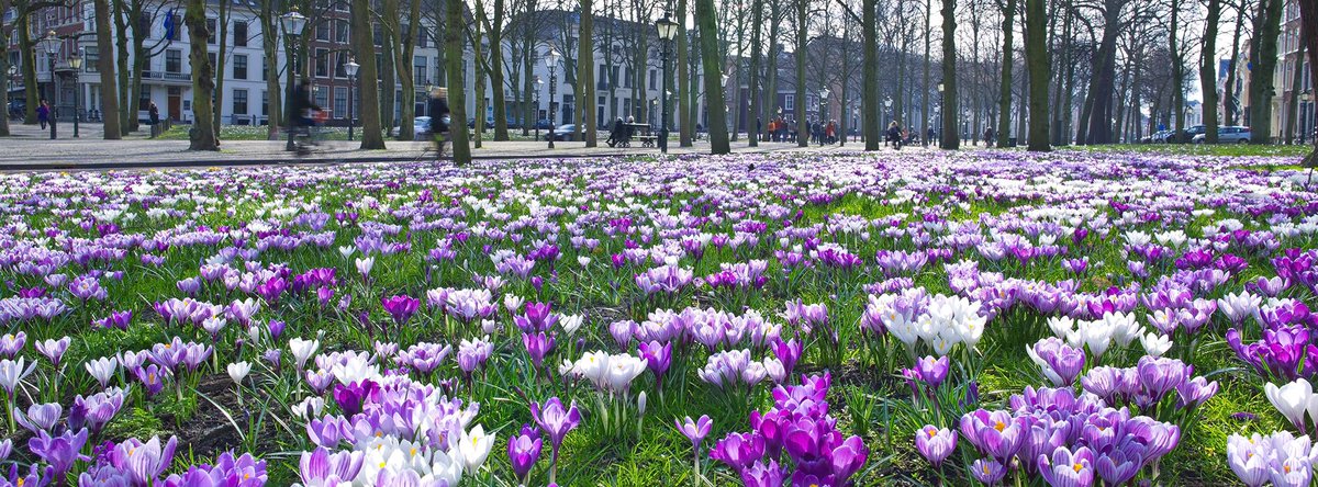 Krokussen op het Lange Voorhout. Strandtenten weer opgebouwd. De lente komt eraan! denhaag.com/nl/lente