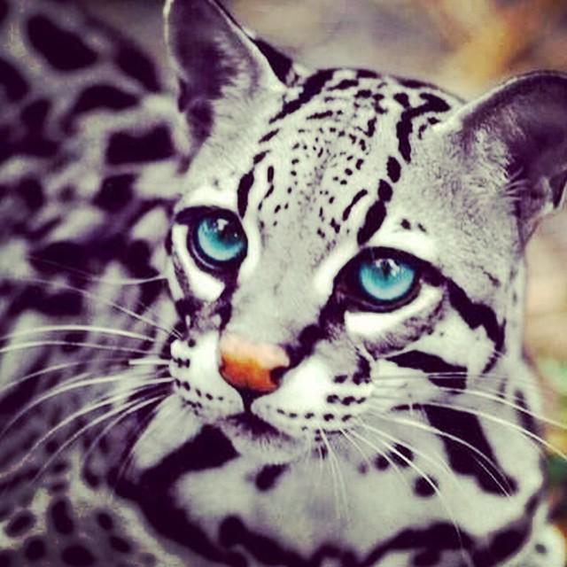 velvet_mercury's tweet photo. Ocelot ππ #amazing #wow #love #lovenature #lovefashion #vm #chic #Ocelot #Catlover #dwarfleopard #animallover #beauβ¦ http://t.co/4UjvioRM7I