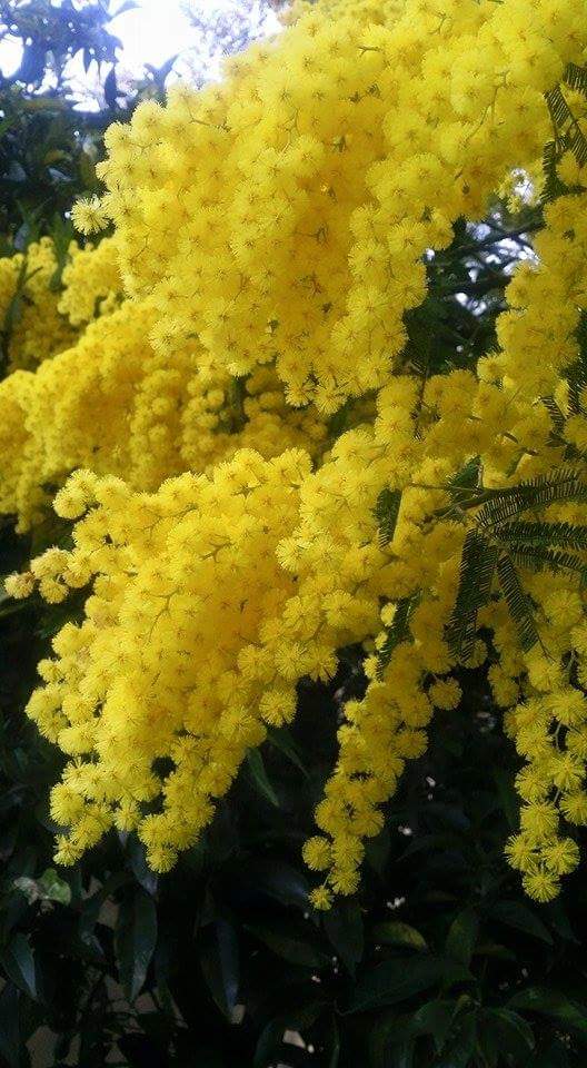 LaProvadelCuoco's tweet photo. Un augurio speciale a tutte le Donne, fondamenta della nostra esistenza! #8marzo #festadelladonna http://t.co/xTez3m7qlw