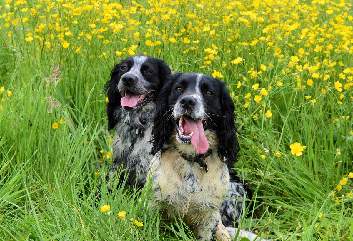Roxy_0089's tweet photo. #AskCrufts #Crufts2015 #clarebalding #RTSS We are Sprocker Spaniels (100% Spaniel) AND WE DESERVE TO BE RECOGNISED!! http://t.co/jYtHHndalQ