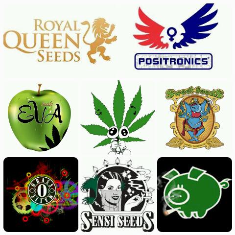 djdanisanchez's tweet photo. Bancos de seeds de la Loca Maria!!! QUE EMPIEZA LA TEMPORADA Y LLEGA EL SOOOOL!!! #Fumaweed http://t.co/1KJeueZ72K