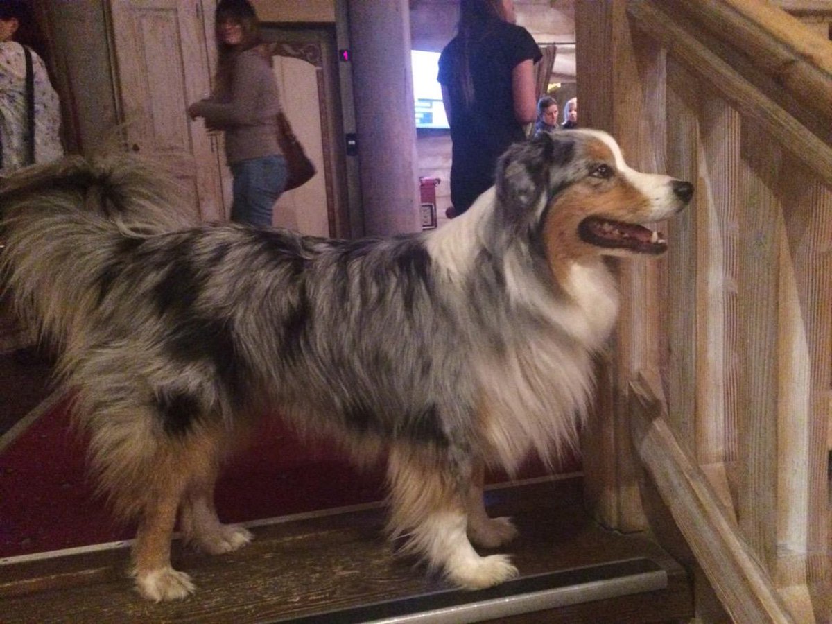 MW_Ecrin's tweet photo. @Evo2Tignes Can we keep him? #honorarymemberofstaff #ollie #ecrinfamilydog http://t.co/eEp10bxqqy