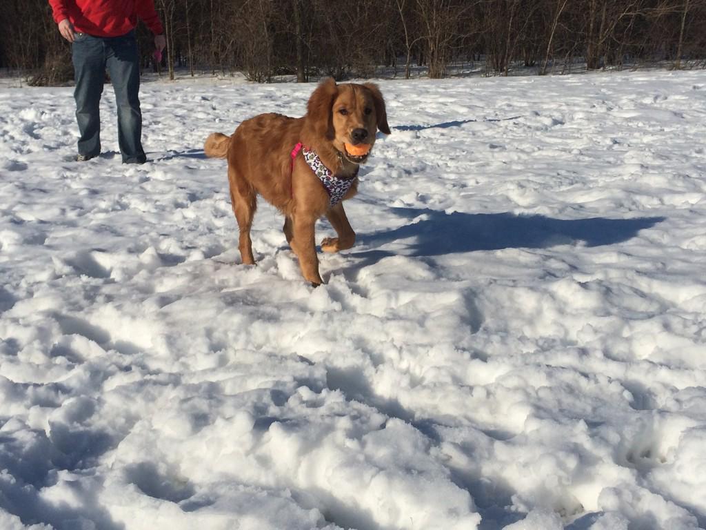 GoldenMackey's tweet image. Took my first trip to the Dog Park this weekend. Carried someone else's poop bag about 300 yards. #resourceguarding