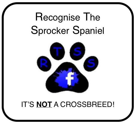 TulipTinks's tweet photo. #CarolineKisko #clarebalding #jessicaHolm #AskCrufts #Crufts2015 #RTSS 
DON'T COMPARE SPROCKERS TO DESIGNER DOGS! http://t.co/xdNb57aKWb