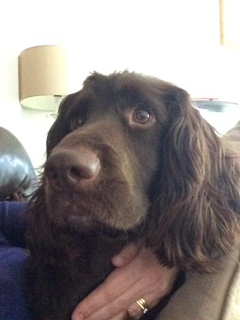 JulesRuthers21's tweet photo. My #sprocker #RTSS #askcrufts the Sprocker is one of the best spaniels. Recognise the Sprocker #spaniel #lovemydog http://t.co/LVnZWsH4tQ