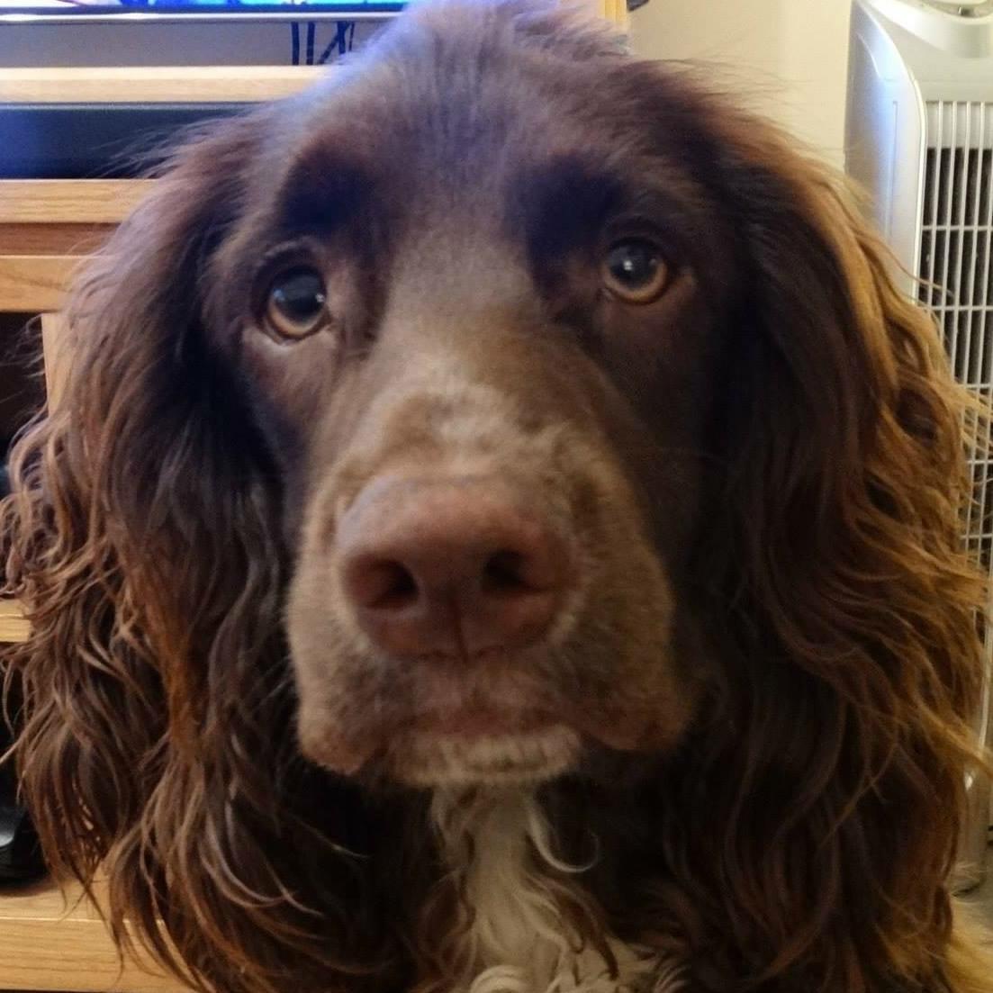 TulipTinks's tweet photo. #CarolineKisko #clarebalding #jessicaHolm #AskCrufts #Crufts2015 #RTSS 
DON'T COMPARE SPROCKERS 2 DESIGNER DOGS! http://t.co/O2SPWvRQKT