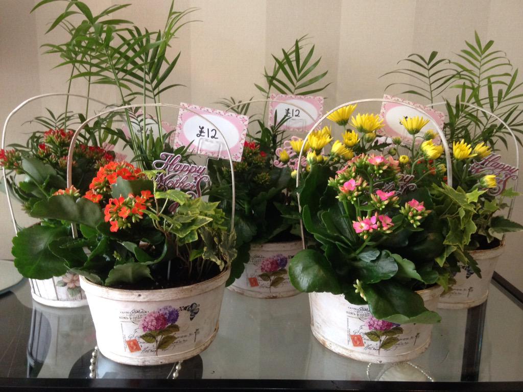 pearls_petals's tweet photo. Lots of Planted Arrangements for #MothersDay from @pearls_petals from @Bridal_Oasis &amp; @SLChildrenswear http://t.co/lCwNS8qLj8