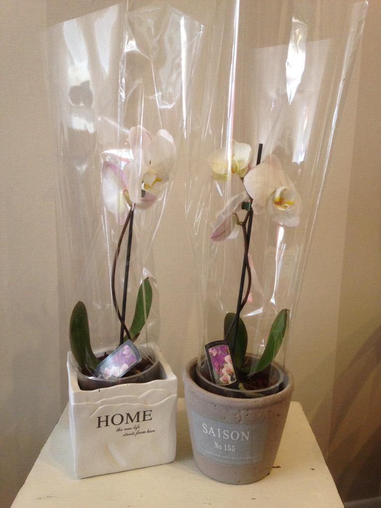 pearls_petals's tweet photo. Lots of Planted Arrangements for #MothersDay from @pearls_petals from @Bridal_Oasis &amp; @SLChildrenswear http://t.co/lCwNS8qLj8