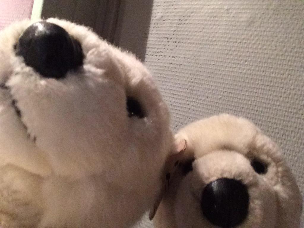 poliakovDu14's tweet photo. La bouteille de vodka a pas fait longtemps avec Fluffy dans les parages ! #bourrés #onEstAl http://t.co/FI6LYr91zz