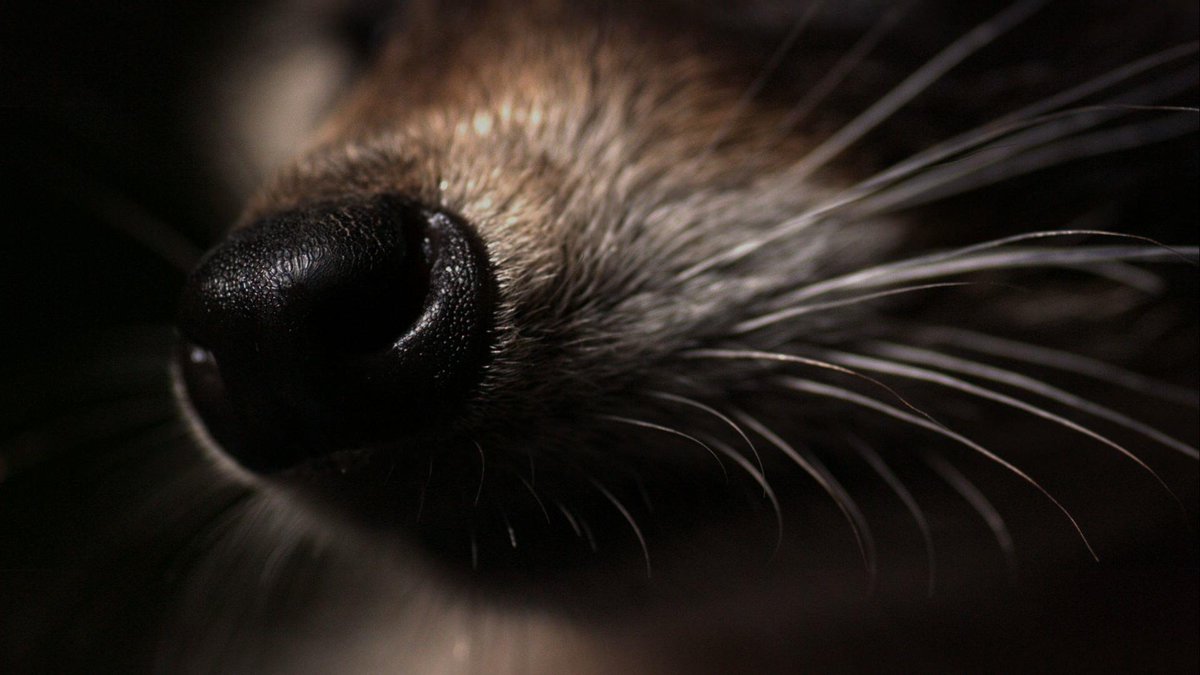 NatGeoAnimals's tweet photo. Raccoons have an acute sense of smell that can detect acorns buried 2 inches underground #BackyardBandit 9/8c http://t.co/IWYWW4VGbr