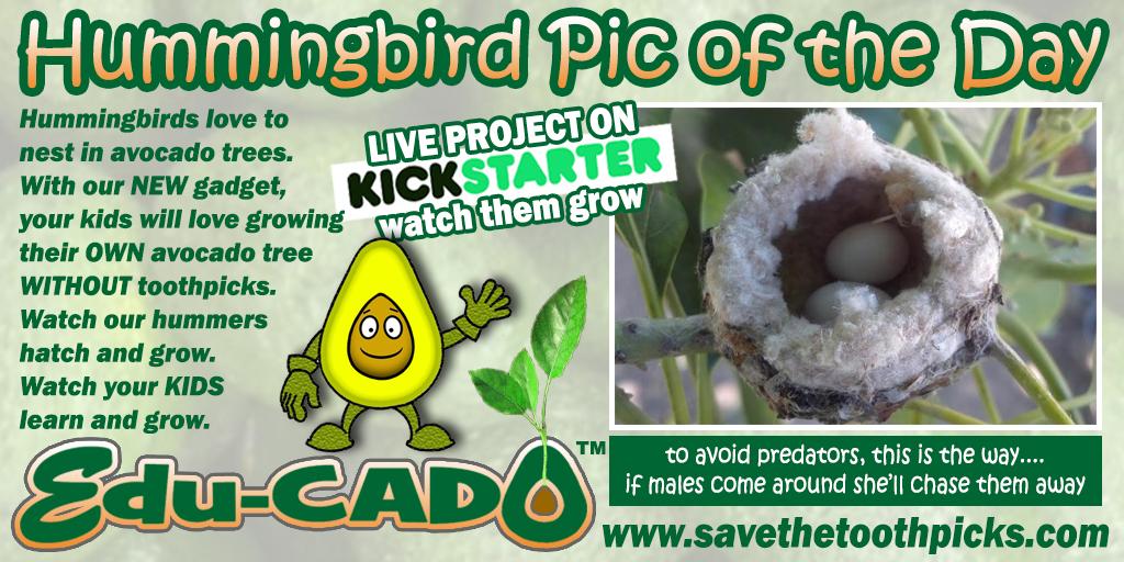 savetoothpicks's tweet photo. Thx James for backing our #Kickstarter project http://t.co/1HU5B9Ztcc #urbangarden #gardenchat #edchat #health #kids http://t.co/AbDuMBbk6O