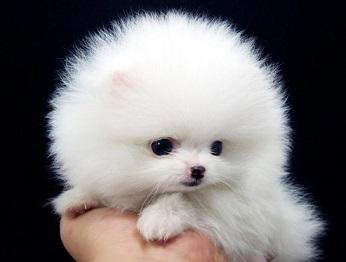 癒しの犬画像 まとめ Powejagazoqa Twitter