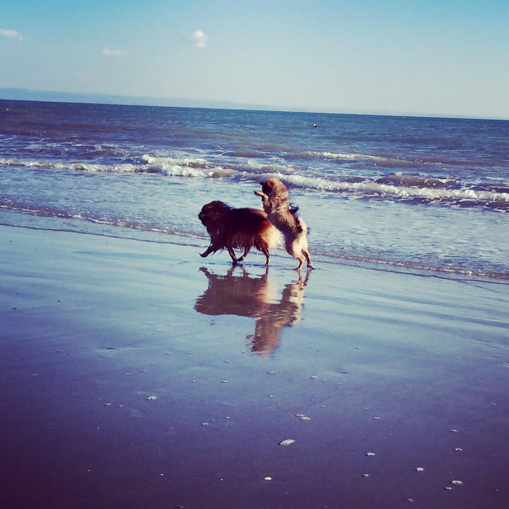francygube's tweet photo. #happy #sunday #8marzo #allyouneedislove #grado #beach #love #pomerania http://t.co/W4OUvSc7AB
