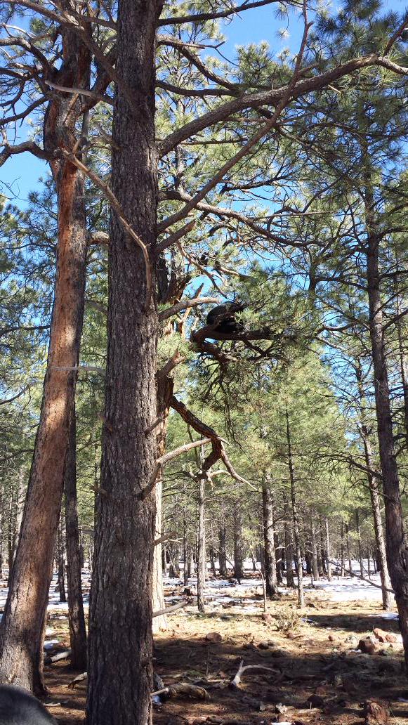 bearizona's tweet photo. Even the big bears like to climb trees! Make sure to look up as you drive through! #blackbears #builtfortrees http://t.co/JstPgkkvUx