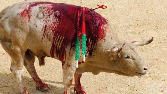IgualdadAnimal's tweet photo. Queremos una sociedad donde el #arte y la #cultura no tengan nada que ver con esto. ¡RT si tú también! #TorosVivos http://t.co/NXje9LPm9V