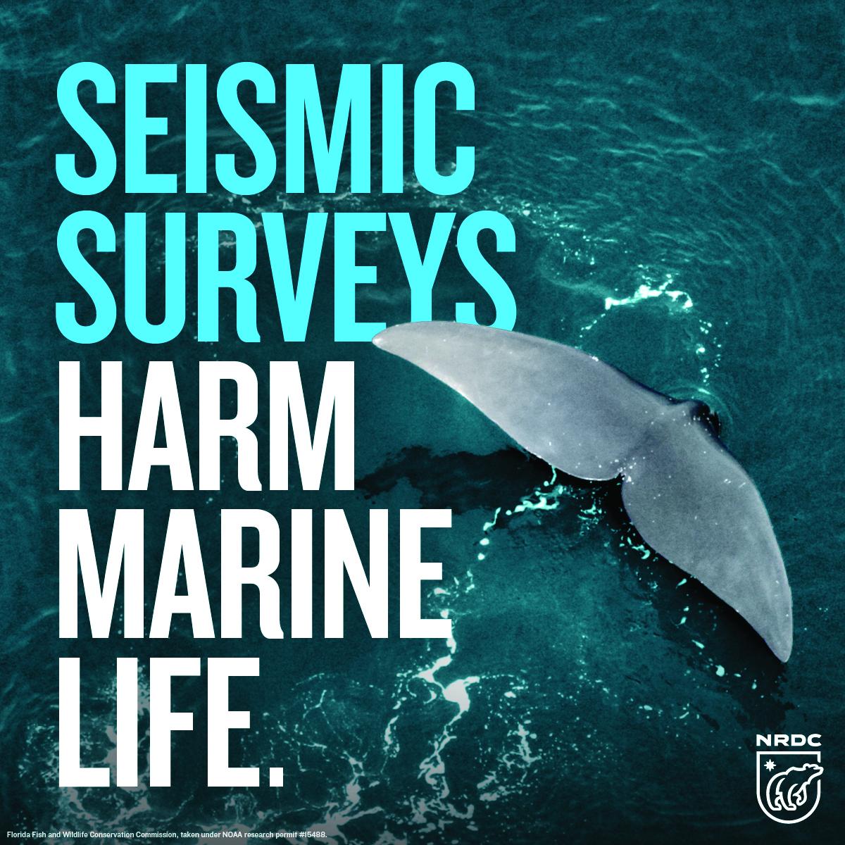 Oil companies' seismic airguns will devastate #whales &amp; other marine life. Take action: on.nrdc.org/1wRD89Q