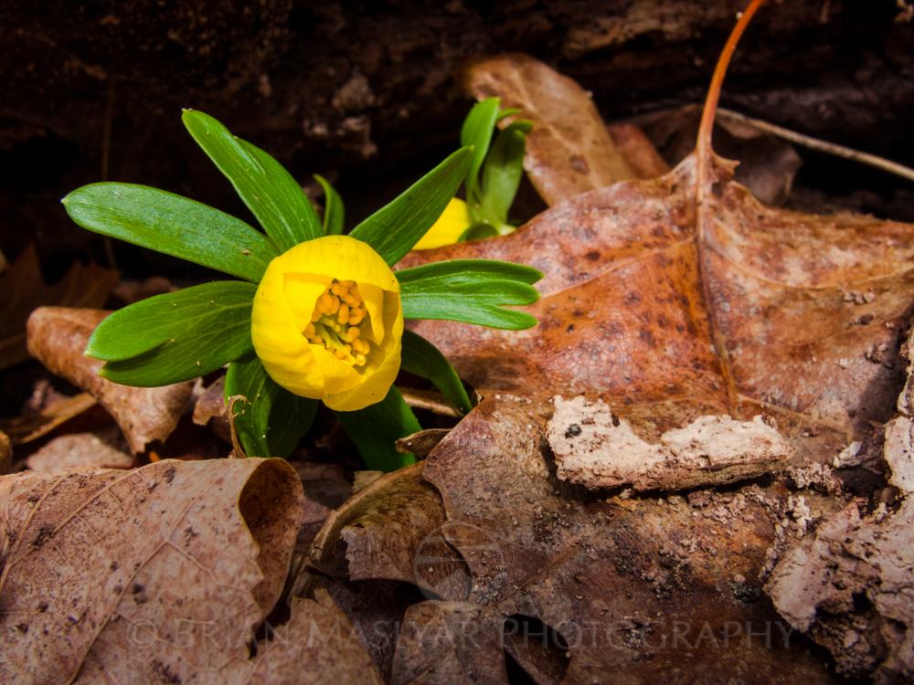 BrianMaslyar's tweet photo. Saturday, these were hiding under the snow. What a difference one day makes. Winter Aconite #CincinnatiNatureCenter http://t.co/h3XHcvMXD3
