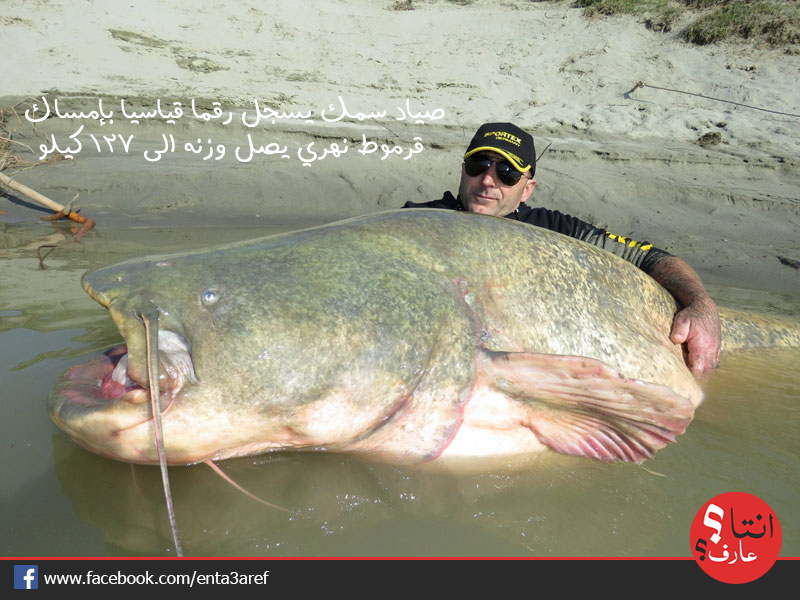 enta3aref's tweet photo. #صياد سمك يسجل رقما قياسيا بإمساك #قرموط نه��ي يصل وزنه الى 127 كيلو في أطول #أنهار #إيطاليا نهر #بو
#انتا_عارف؟ http://t.co/Y26j31PYcQ