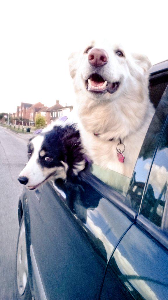 fayeroseuk's tweet photo. @CollieJake awwww bless em! http://t.co/8P7NNZ6avb