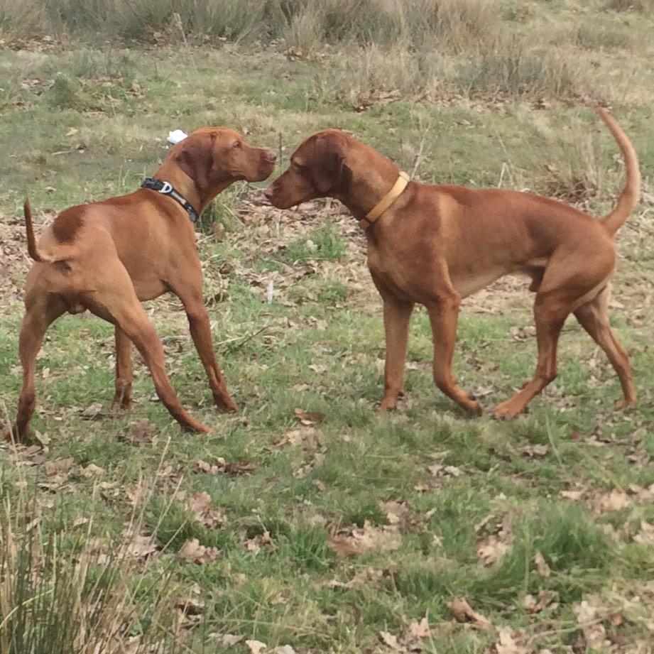 OliveVizslaGirl tweet picture