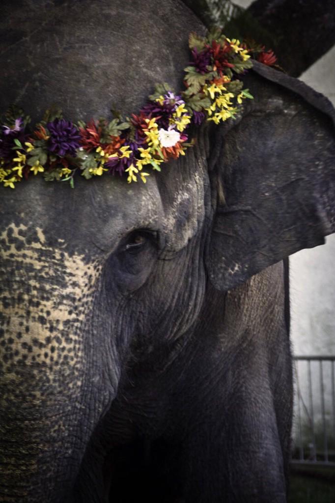 PeaceElephants's tweet photo. For #love &amp; #elephants ❤️ #PeaceAndElephants #animalcruelty #AnimalWelfare #AnimalRights http://t.co/mQYzBOXfZ6