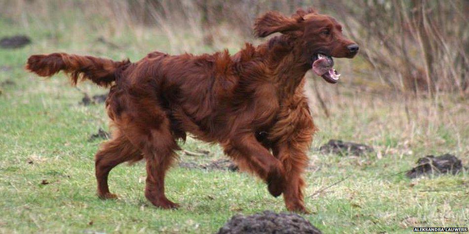 BBCNews's tweet photo. Owners of prize-winning dog #Jagger "devastated" over #Crufts2015 "poisoning" http://t.co/Jyi41cSfZf http://t.co/Z4QTbPYTvs
