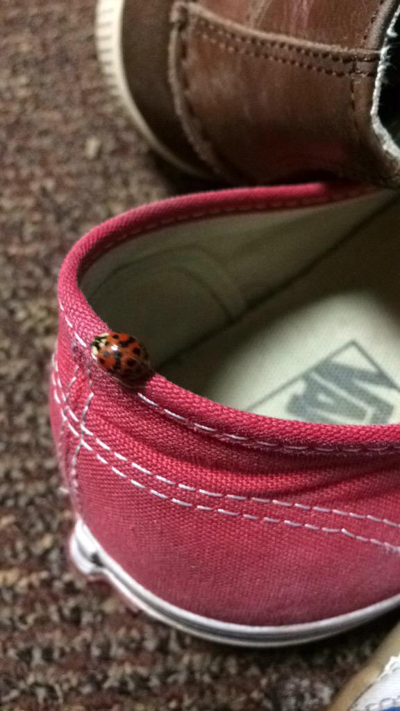 Ladybugs have a very distinctive smell