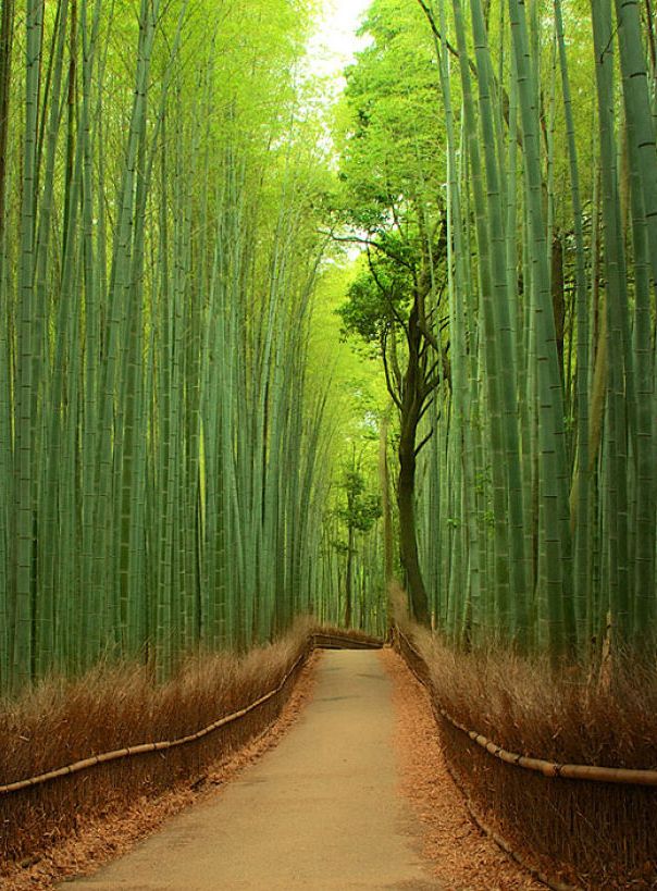 Japan_Info_'s tweet photo. Arashiyama is one of the most popular tourist sites in Kyoto.All seasons you can enjoy nature. http://t.co/fPREKnpu26 http://t.co/6tkNUisd5K