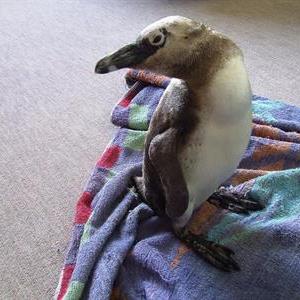 MosselBayHeli's tweet image. A busy time for #SAPREC  mosselbayadvertiser.com/news/News/Gene…