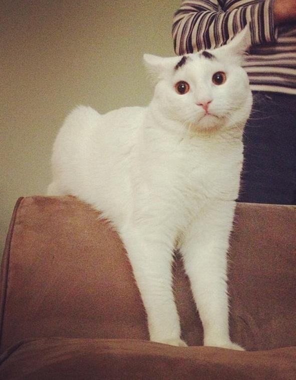 Kaşın kedisi var! =^.^=