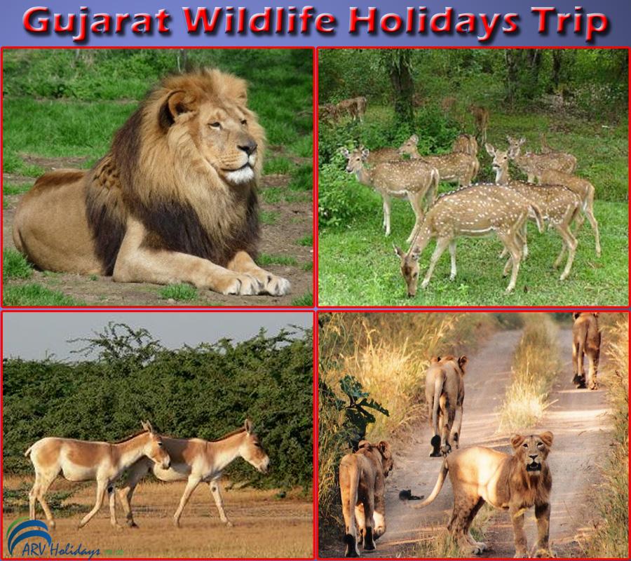Gujarat is the land, which is enriched with the amazing wildlife....   goo.gl/a8y3GU