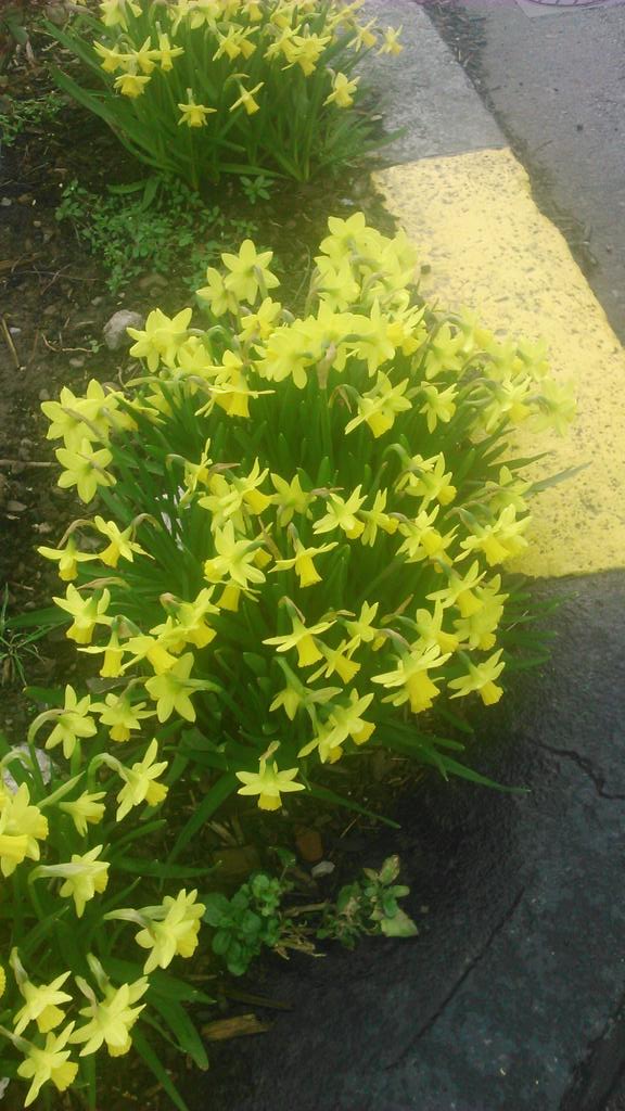 DonnybrookD4's tweet image. Spring has sprung in #Donnybrook!   It's all happening @BakersCoffee @RowellDesign @Kielysdonnyb @campbell_jewels