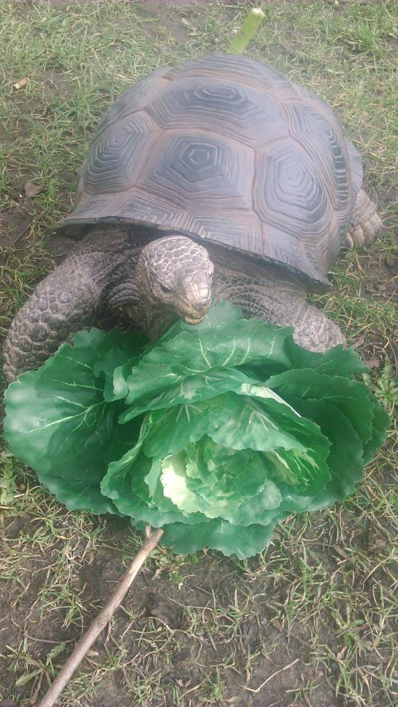 DonnybrookD4's tweet image. Spring has sprung in #Donnybrook!   It's all happening @BakersCoffee @RowellDesign @Kielysdonnyb @campbell_jewels