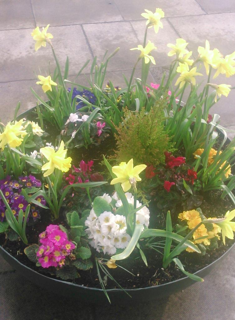 DonnybrookD4's tweet image. Spring has sprung in #Donnybrook!   It's all happening @BakersCoffee @RowellDesign @Kielysdonnyb @campbell_jewels
