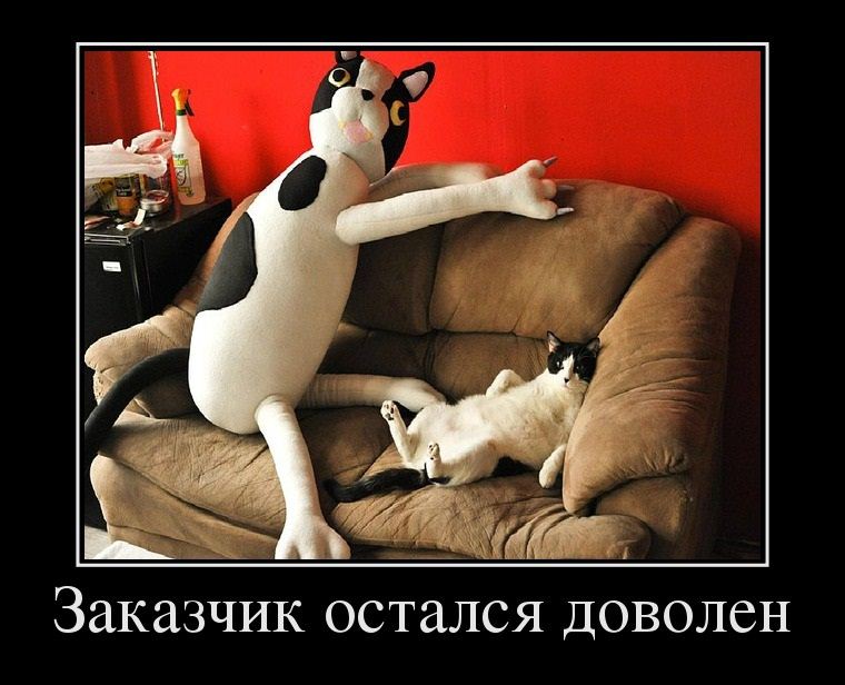 Остались очень довольны. Жара юмор картинки прикольные. Довольная девушка мем. Остались очень довольны. С днем рождения кот.
