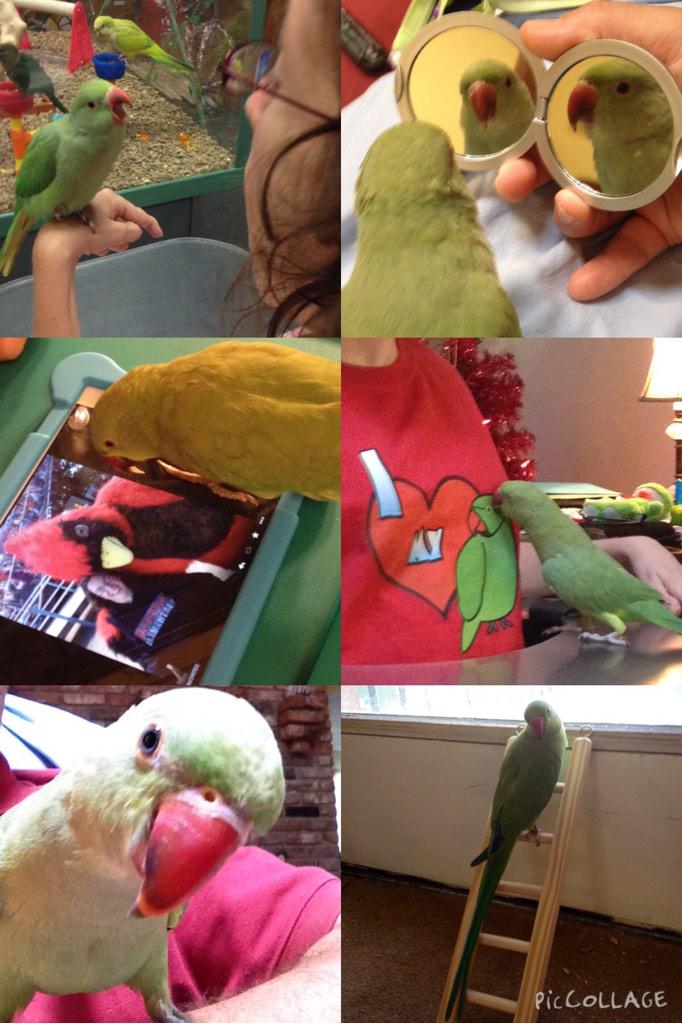 CardsESL's tweet photo. Happy 1st birthday, Guacamole! I LOVE YOU!💚 #babysfirstbday #TheyGrowUpSoFast #LikeHeNeedsMoreToys #SillyBirdie http://t.co/qZyKelj3lf