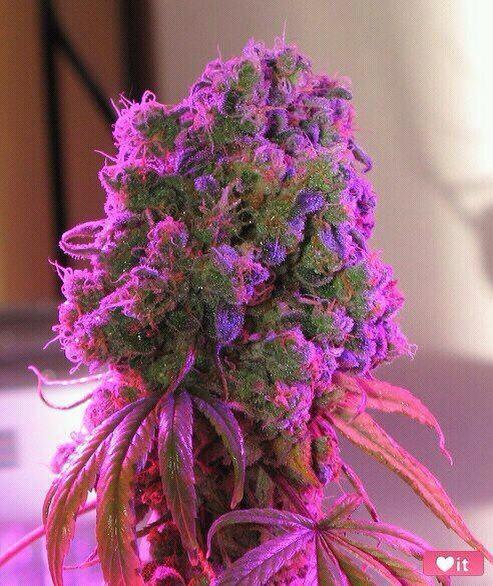 RT"<a href="/legalisasiganja/">LGN</a>: 6 Bukti Bertentangan Mengenai Efek Jangka Panjang Penggunaan Ganja. legalisasiganja.com/6-efek-jangka-… "