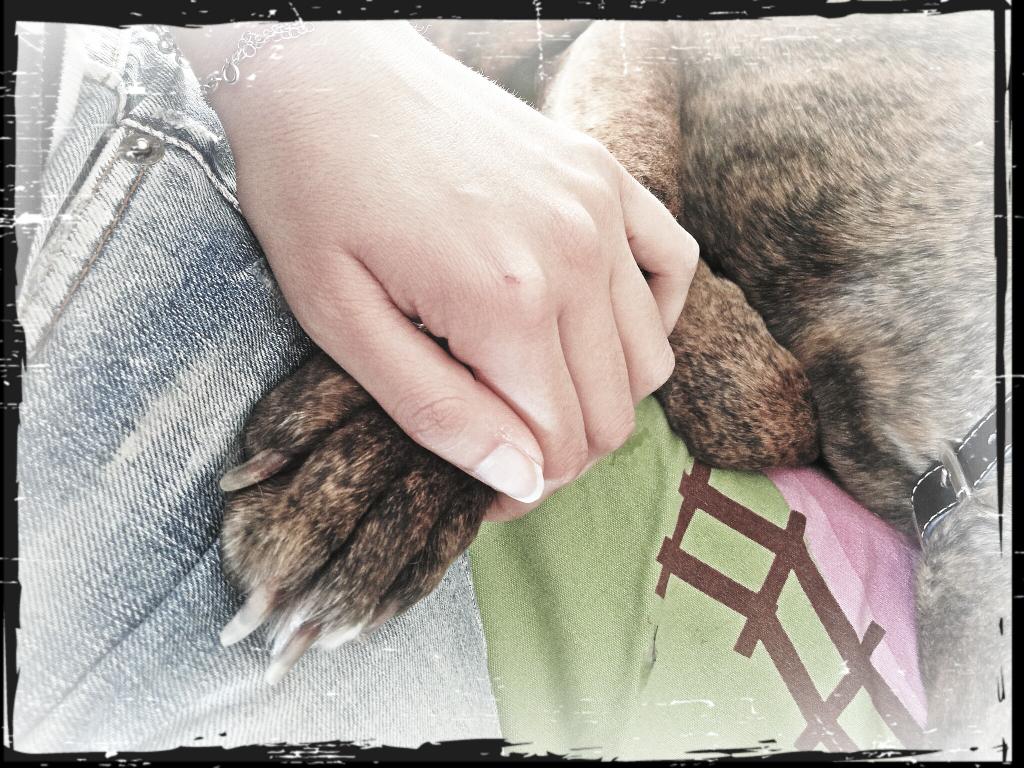 ilagarla86's tweet photo. #reallove #home #dog #faiparteanchetudime #amorepeloso #lovephoto #mylife #picoftheday #lovelife http://t.co/iyKCchdxtB
