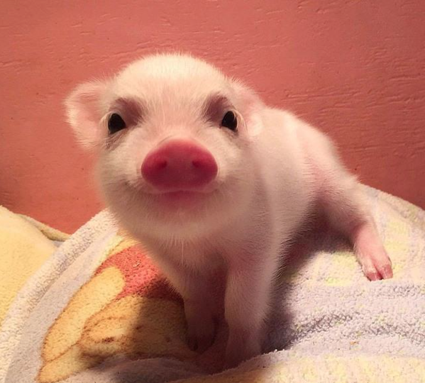 Los mini cerdos son adorables 😍😍🐷🐽