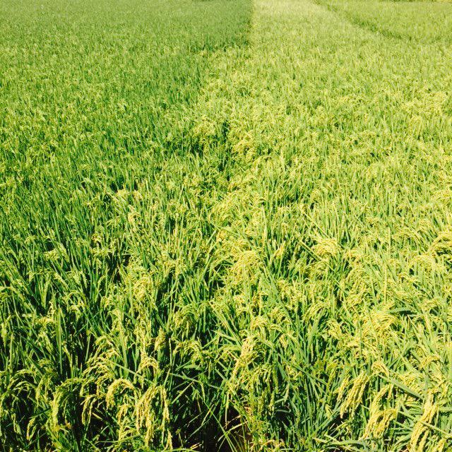 soupercocky's tweet image. New #coldresistant Reiziq on right old Reiziq on left. two weeks shorter better yield potential save 1meg+ #releaseit